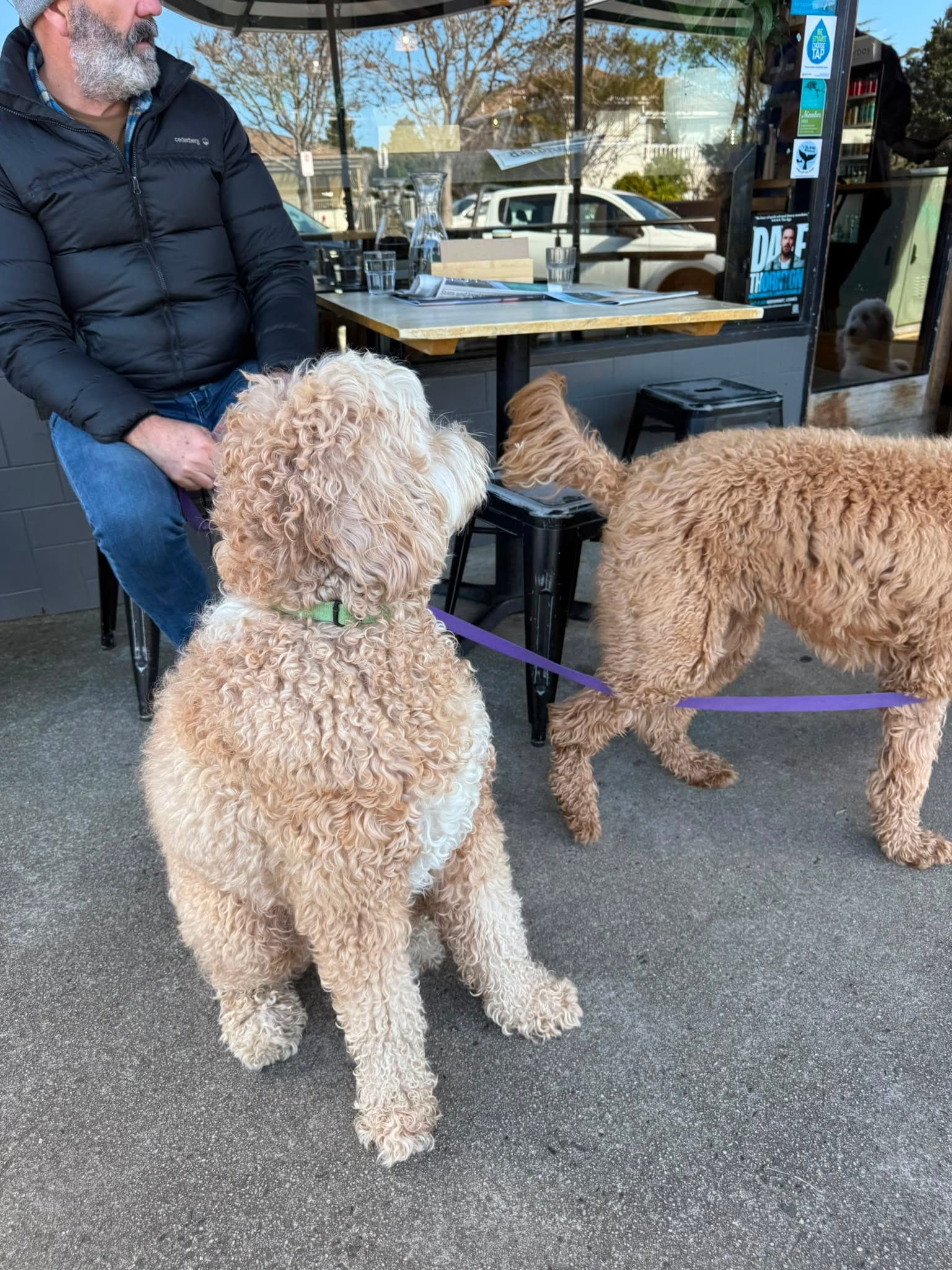 A dog resting beside its owner at the dog-friendly outdoor seating area